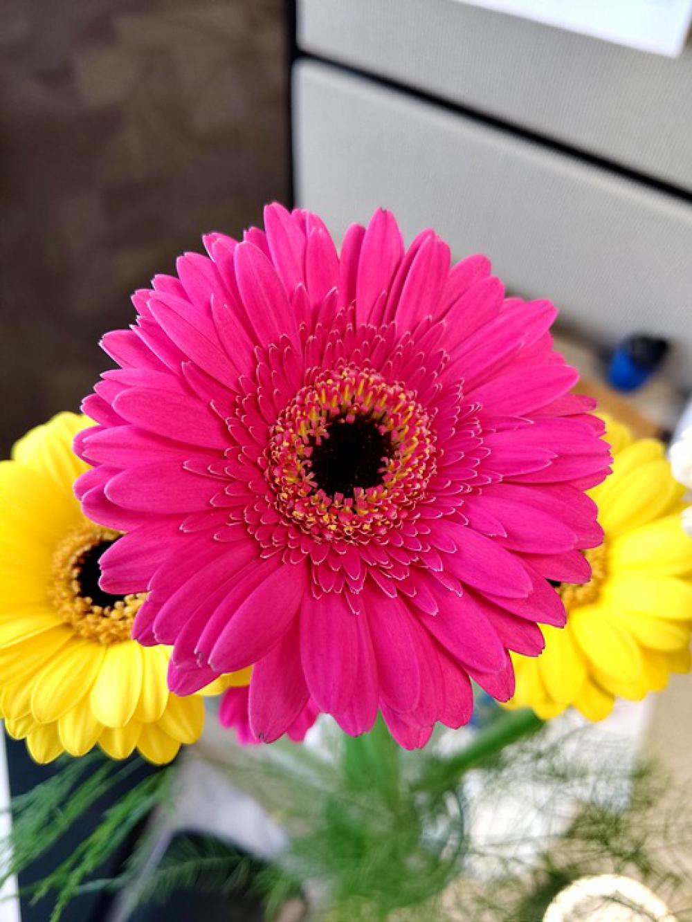 Daisies Flowers Bloom Pink Petals Daisies Flowers Bloom Pink Petals