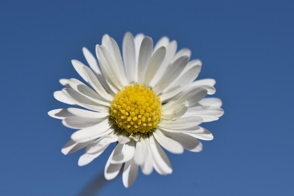 Daisy Flower Spring Nature Bloom White Summer Daisy Flower Spring Nature Bloom White Summer