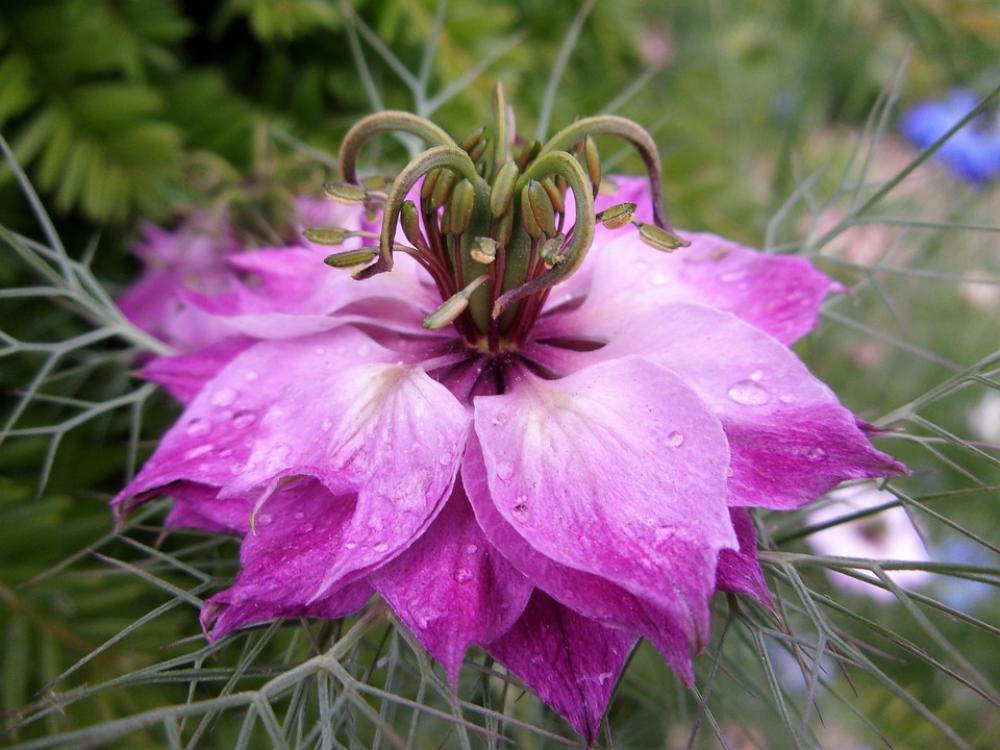 Damascus Nigella Flower Garden Pink Summer Nature Damascus Nigella Flower Garden Pink Summer Nature
