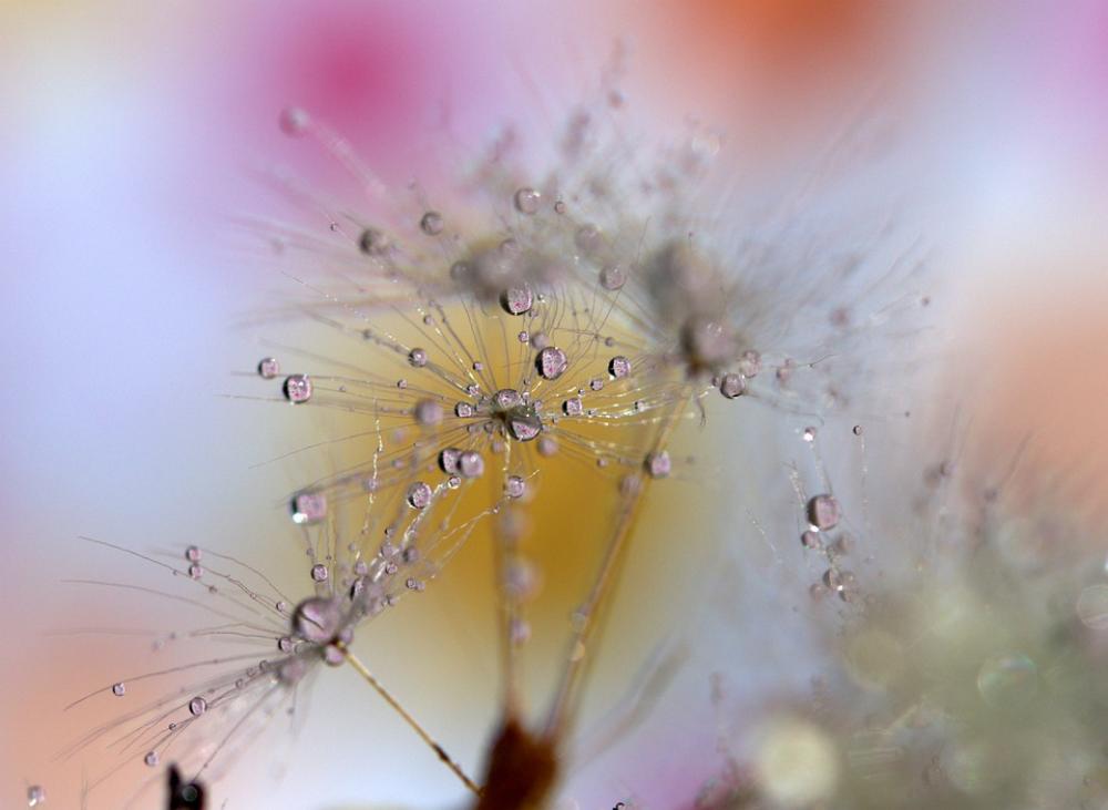 Dandelion Wet Drops Water Morning Nature Dandelion Wet Drops Water Morning Nature