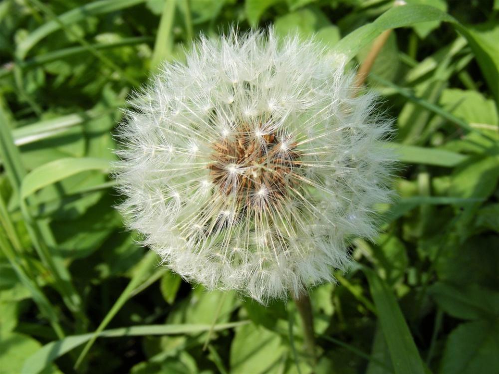 Dandelion Sphere Star Green Grass Dandelion Sphere Star Green Grass