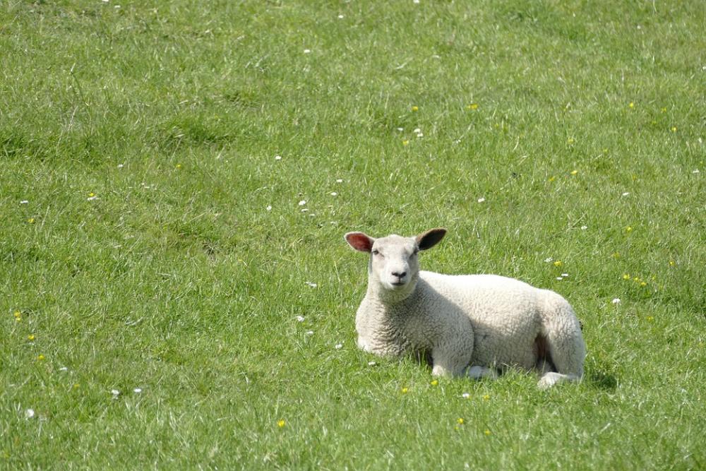 Dike Sheep Lamb Meadow North Sea Dike Mecklenburg Dike Sheep Lamb Meadow North Sea Dike Mecklenburg
