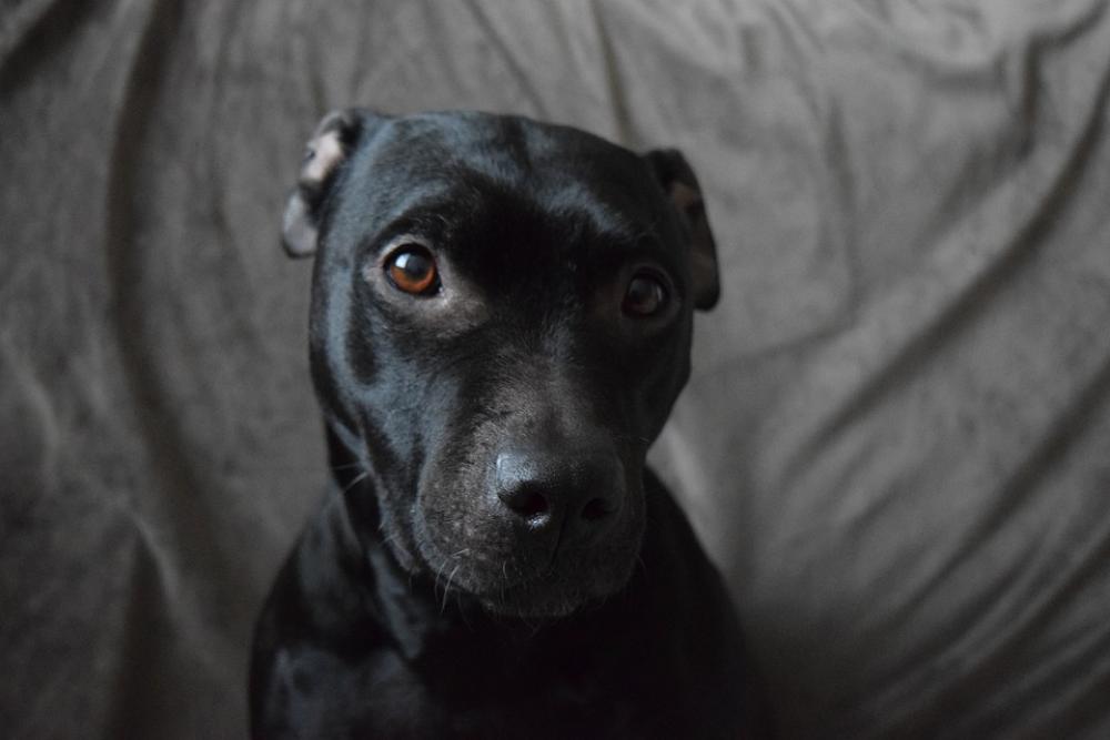 Dog Pit Bull Black Dog Dog Photo Dark Dog Dog Pit Bull Black Dog Dog Photo Dark Dog