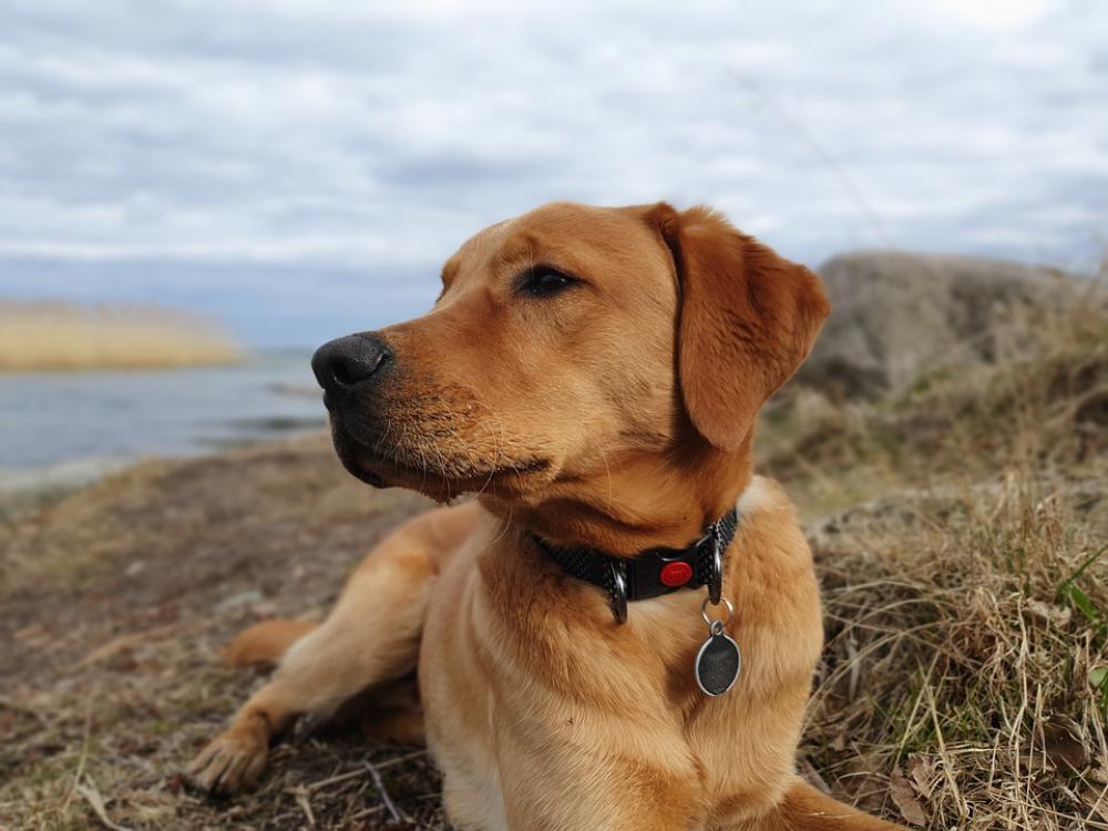 Dog Labrador Pet Retriever Canine Dog Labrador Pet Retriever Canine