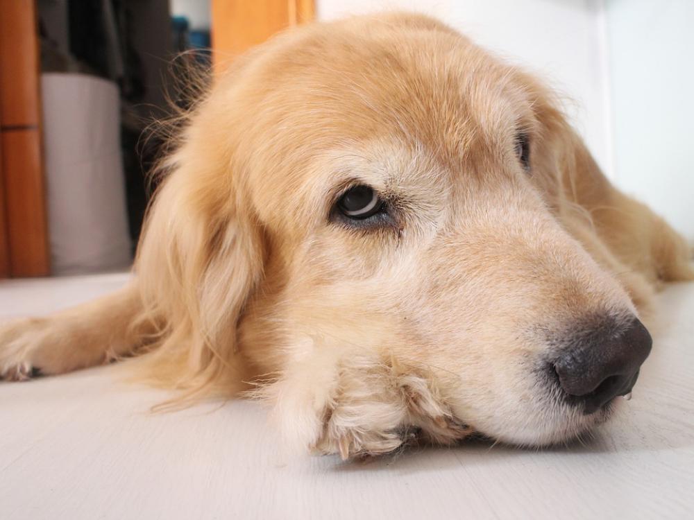 Dog Brazil Golden Golden Retriever Cute Pets Pet Dog Brazil Golden Golden Retriever Cute Pets Pet