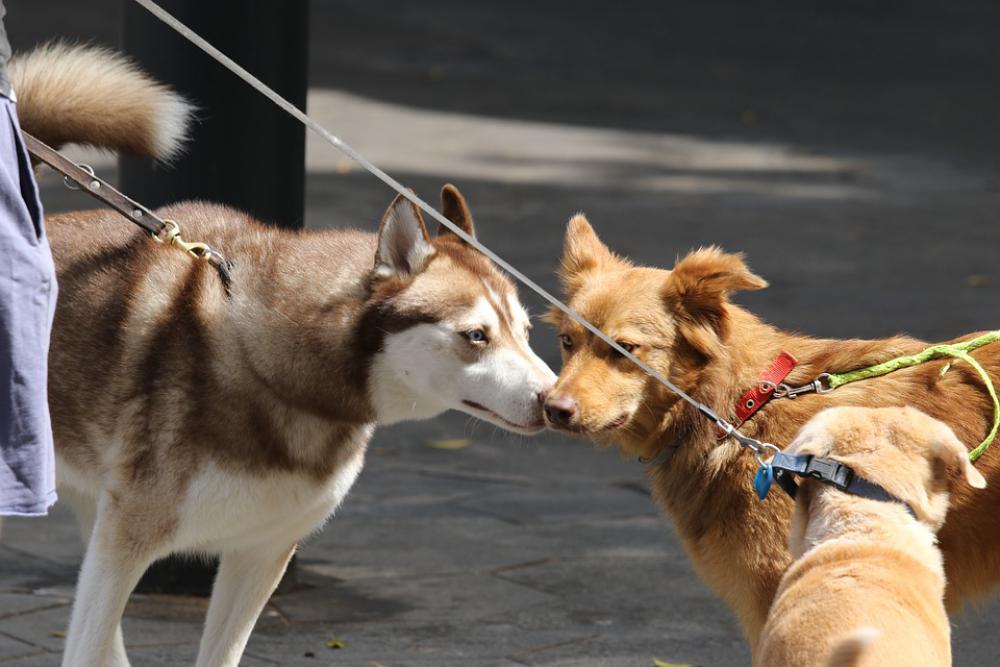 Dogs Meeting Friendship Sniff Respect Dogs Meeting Friendship Sniff Respect
