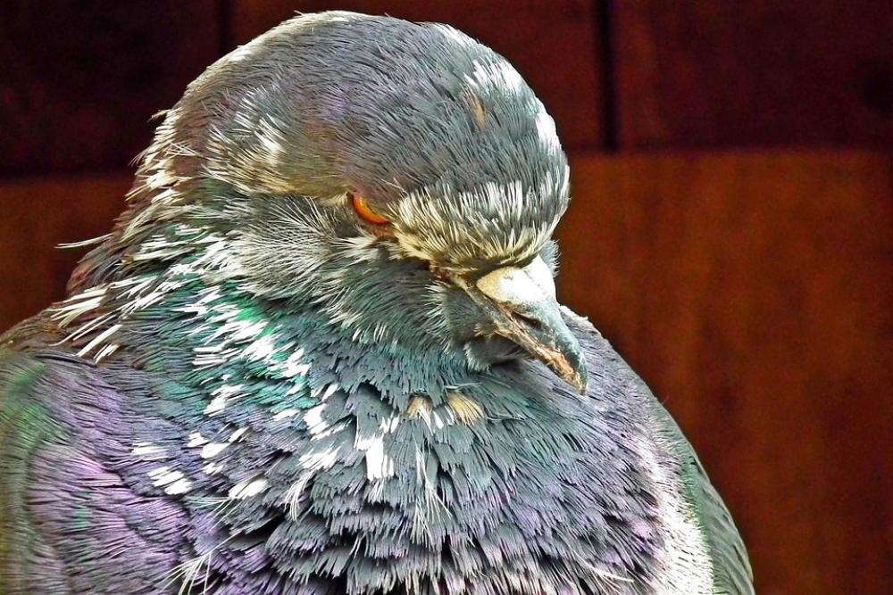 Dove King Nature Pen Animals Birds Kennel Dove King Nature Pen Animals Birds Kennel