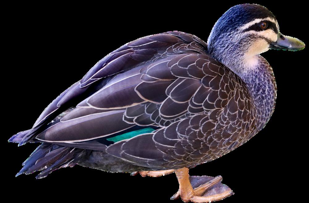 Duck Bird Poultry Plumage Wildlife Nature Duck Bird Poultry Plumage Wildlife Nature
