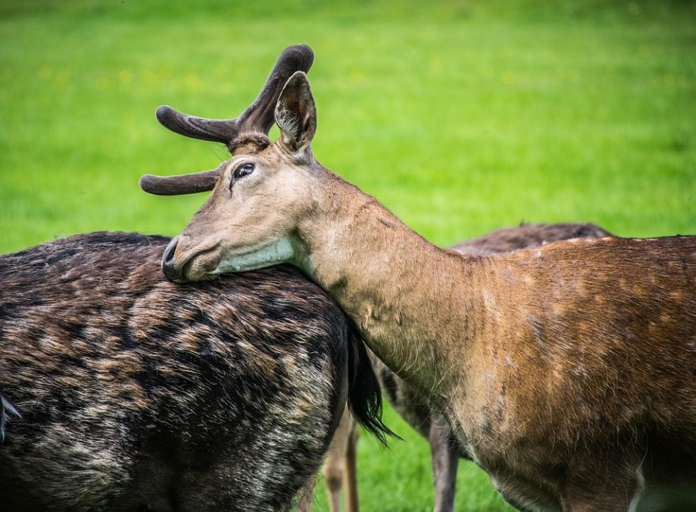 Fallow Deer Fauna Animal Wild Mammal Hunting Fallow Deer Fauna Animal Wild Mammal Hunting