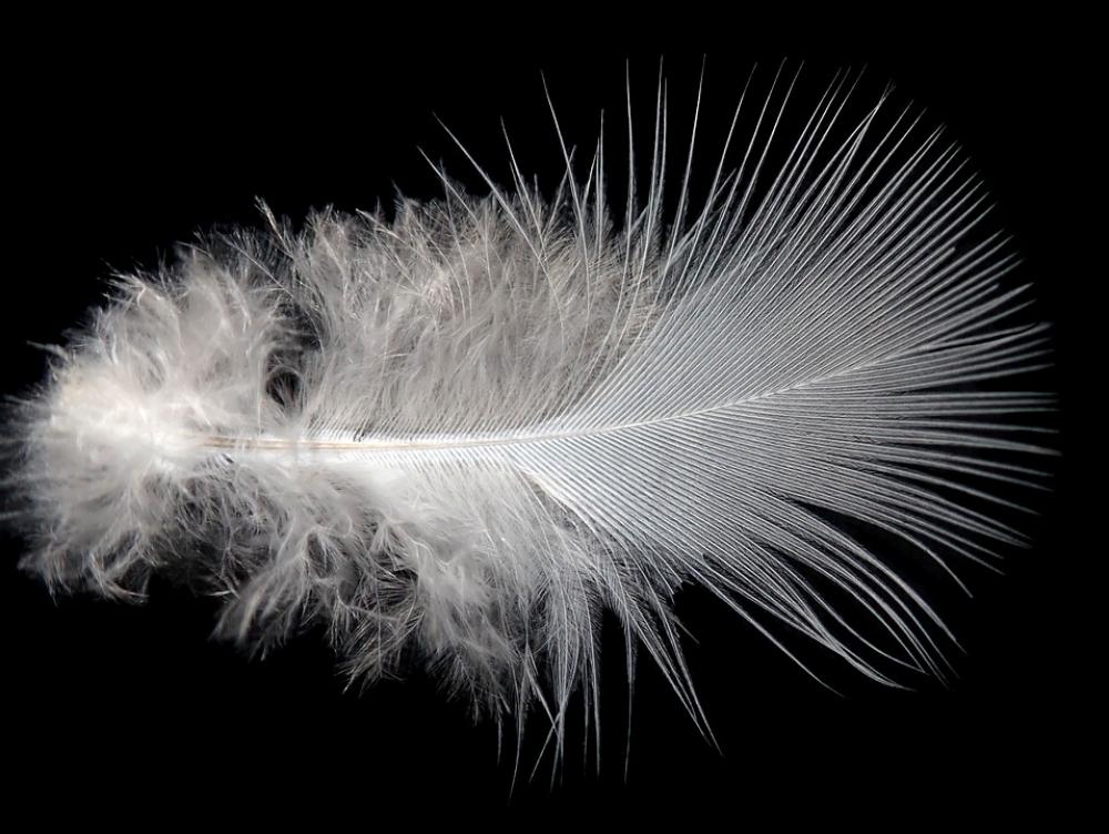 Feather Plumage Bird Fluffy Nature Feather Plumage Bird Fluffy Nature