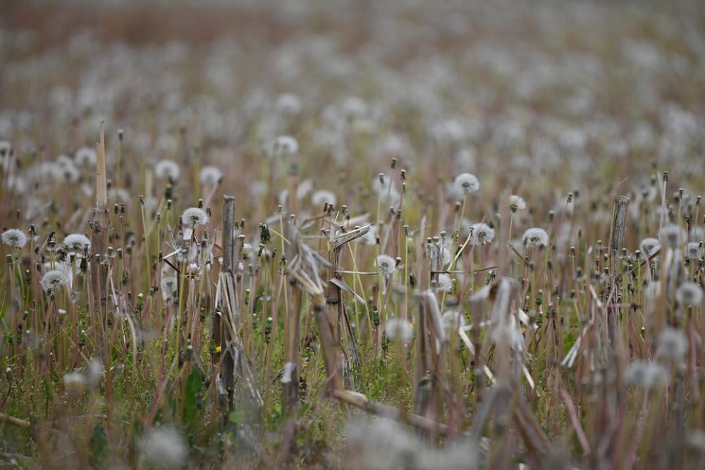 Field Dandelion Meadow Grass Plant Nature Field Dandelion Meadow Grass Plant Nature