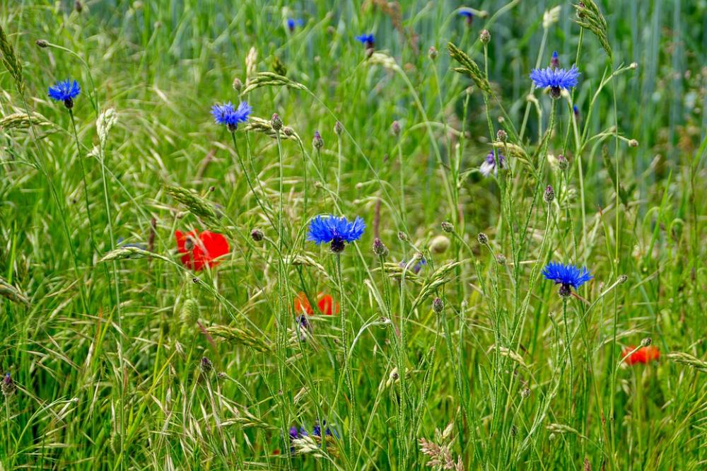 Field Flowers Red Blue Wildflowers Field Flowers Red Blue Wildflowers