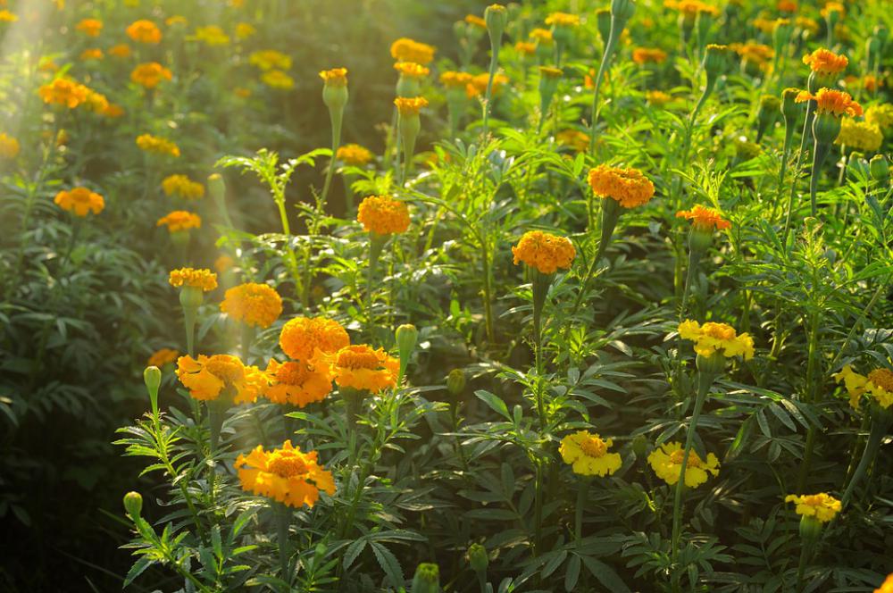 Flower Field Nature Spring Marigold Outdoor Flower Field Nature Spring Marigold Outdoor