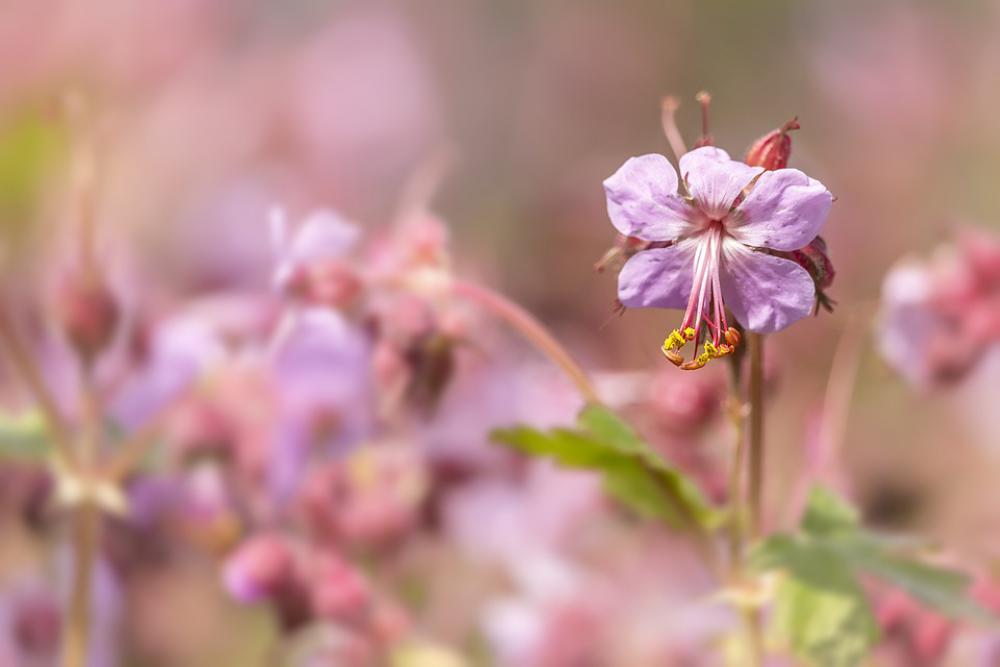 Flower Nature Pink Spring Plant Garden Natural Flower Nature Pink Spring Plant Garden Natural