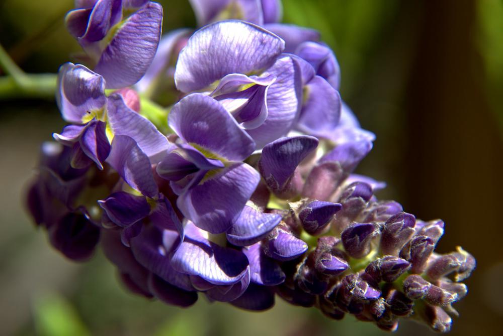 Flower Nature Blossom Spring Garden Petals Flower Nature Blossom Spring Garden Petals