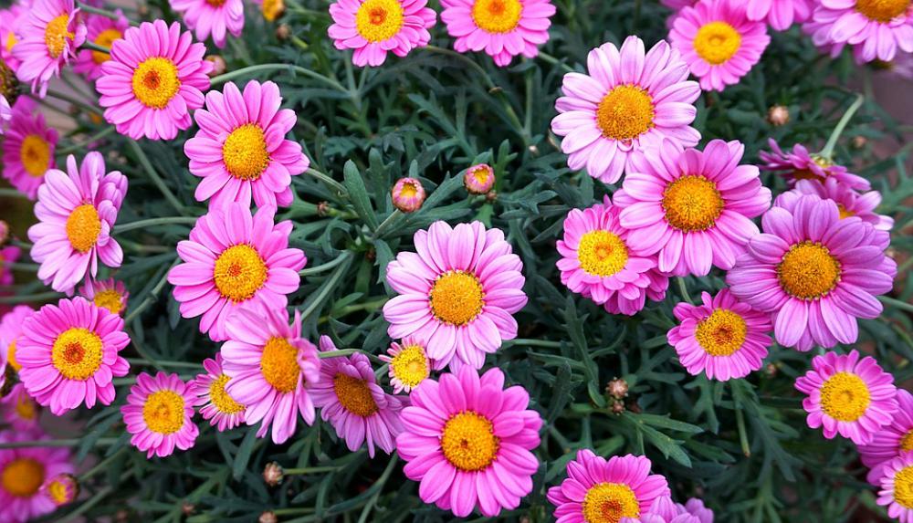Flower Margarite Pink Bloom Blossom Bloom Nature Flower Margarite Pink Bloom Blossom Bloom Nature