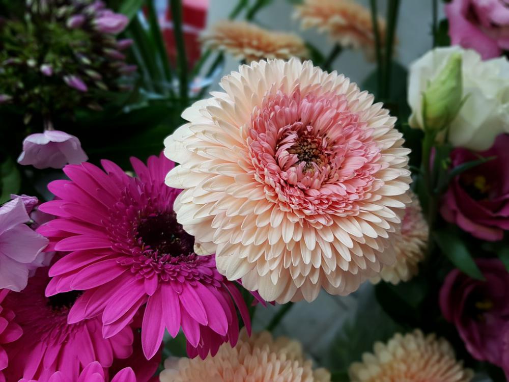 Flower Gerbera Plant Nature Flowers Bright Pink Flower Gerbera Plant Nature Flowers Bright Pink