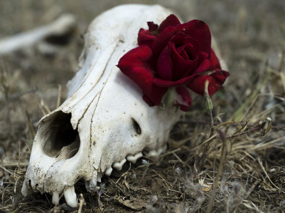 Flower Skull Gothic Symbol Head Fantasy Flower Skull Gothic Symbol Head Fantasy