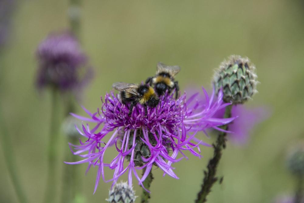 Flower Insect Bee Nature Flowers Flower Insect Bee Nature Flowers