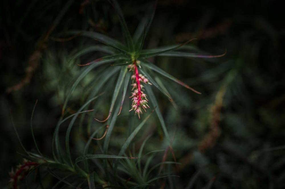 Flower Garden Nature Plant Blossom Bloom Flowers Flower Garden Nature Plant Blossom Bloom Flowers