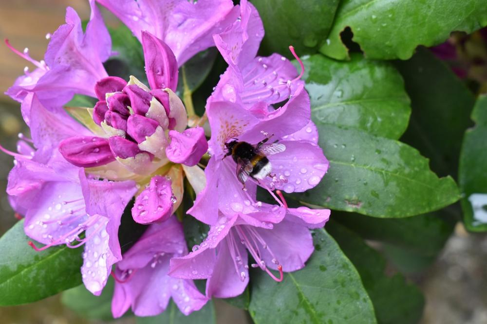 Flower Bourdon Garden Rhododendron Pollination Flower Bourdon Garden Rhododendron Pollination