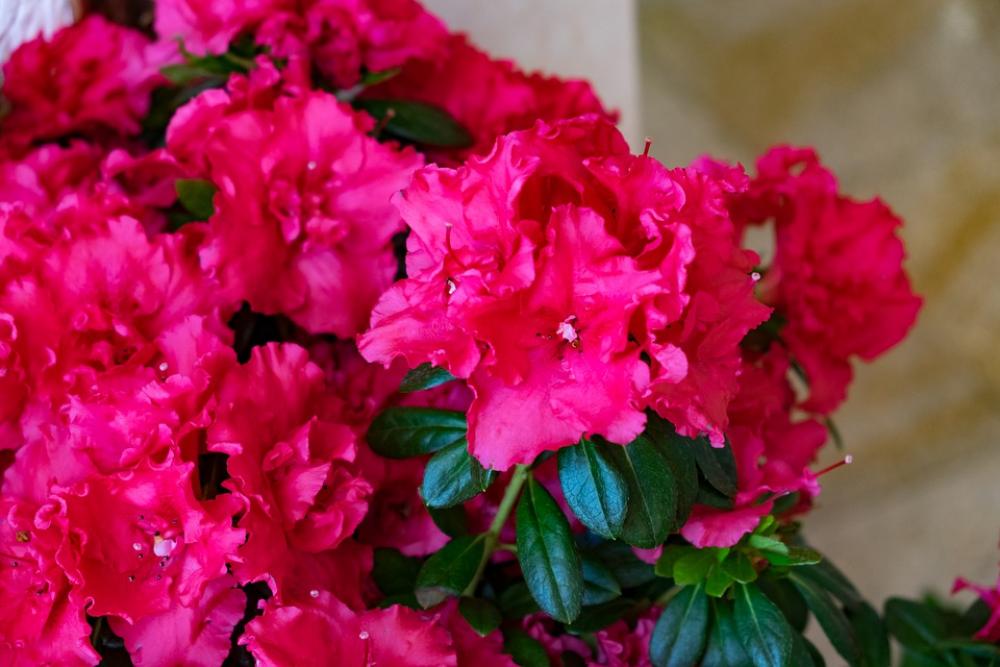 Flower Azalea Spring Pink Rhododendron Flower Azalea Spring Pink Rhododendron
