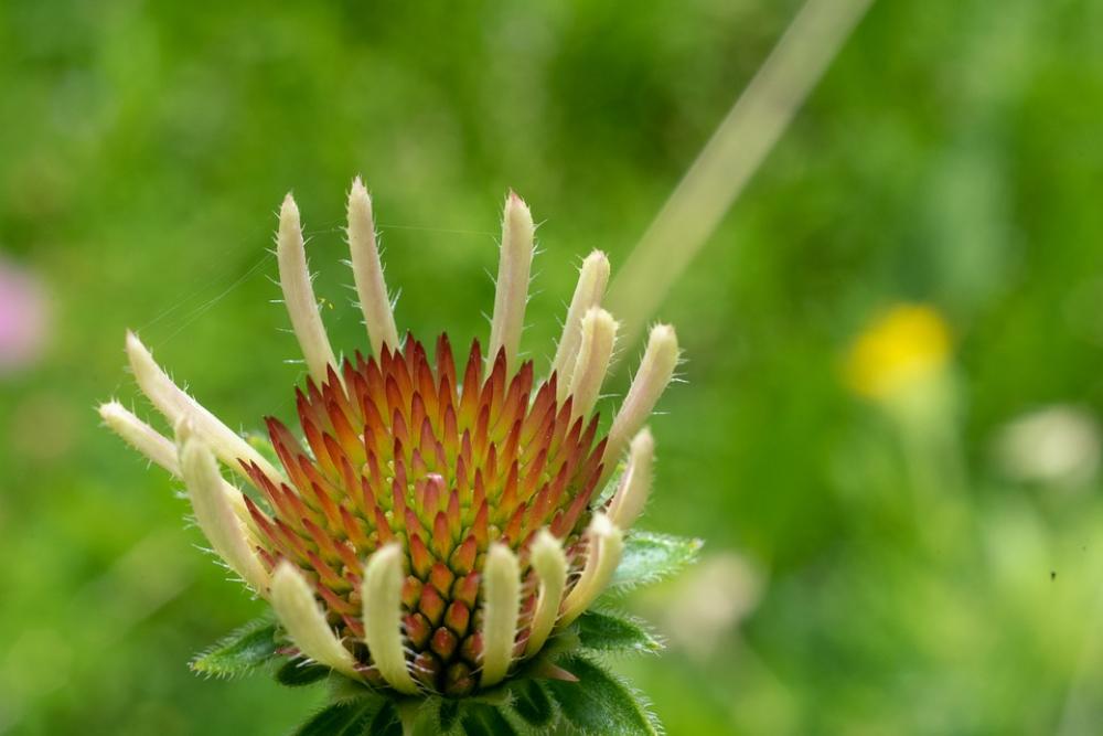 Flower Nature Blossom Summer Spring Plant Bloom Flower Nature Blossom Summer Spring Plant Bloom