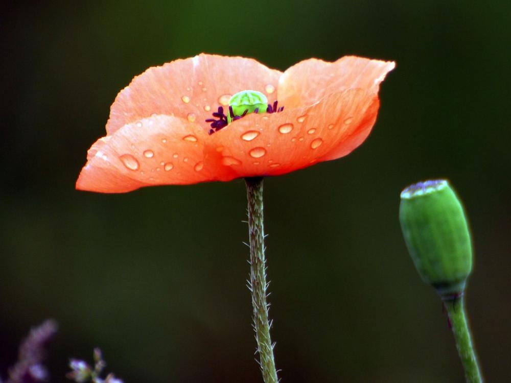 Flower Poppy Nature Spring Fleuri Flora Flower Poppy Nature Spring Fleuri Flora