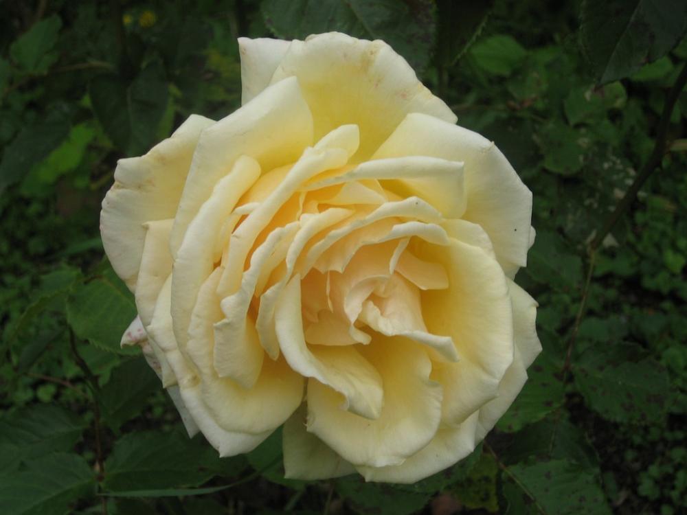 Flower Rose Yellow Nature Bloom Flower Rose Yellow Nature Bloom