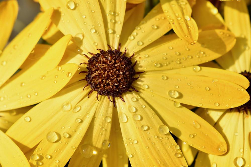 Flower Petals Rain Water Droplets Stamens Flora Flower Petals Rain Water Droplets Stamens Flora