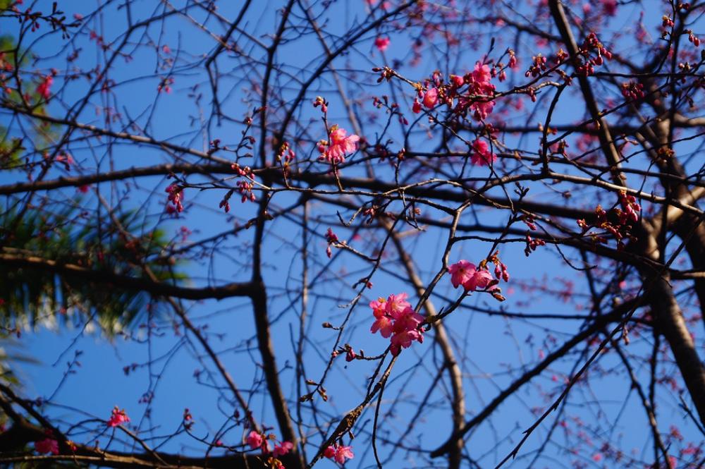 Flower Pink Nature Bloom Flower Pink Nature Bloom