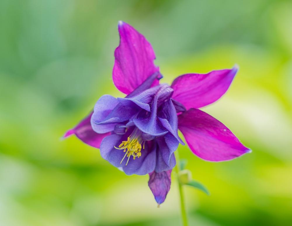 Flower Flower Garden Columbine Bloom Close Up Flower Flower Garden Columbine Bloom Close Up