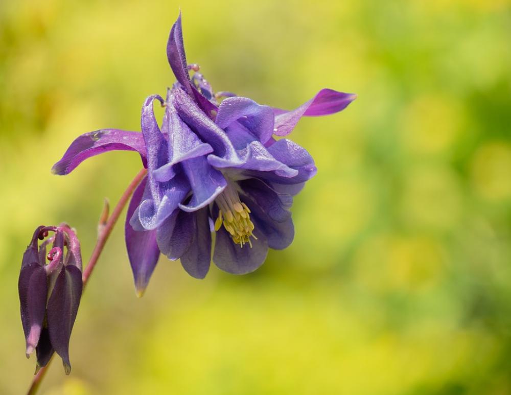 Flower Flower Garden Columbine Flowers Close Up Flower Flower Garden Columbine Flowers Close Up