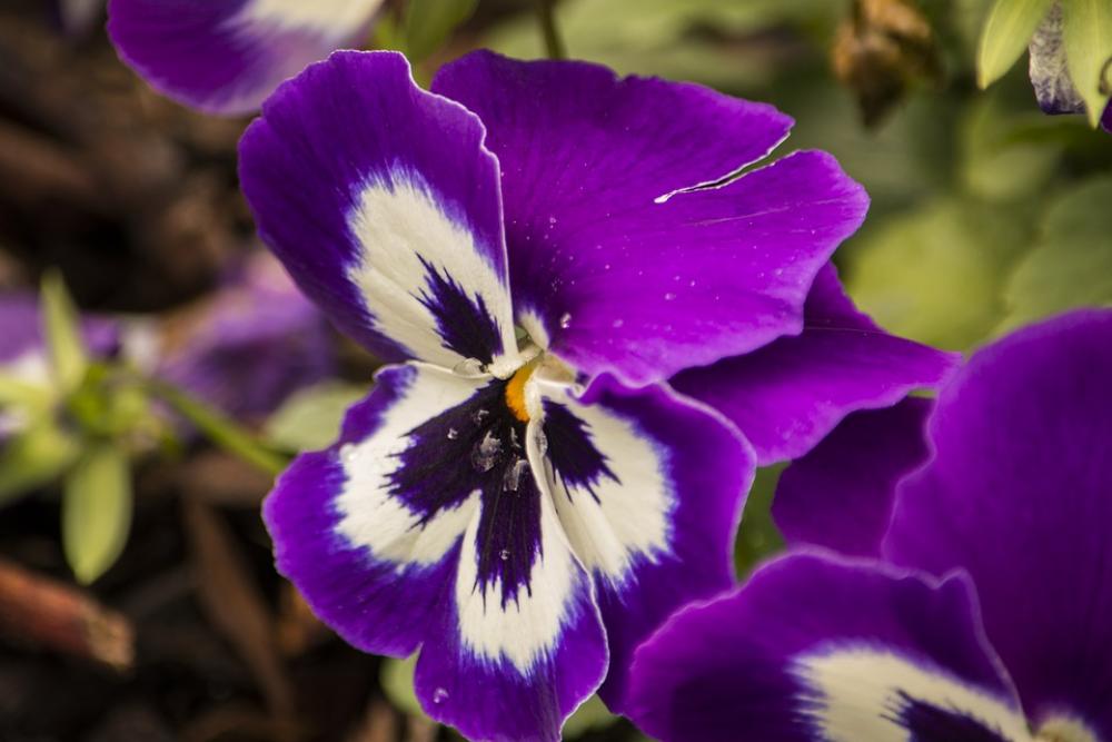 Flower Plant Nature Bloom Blossom Spring Petals Flower Plant Nature Bloom Blossom Spring Petals
