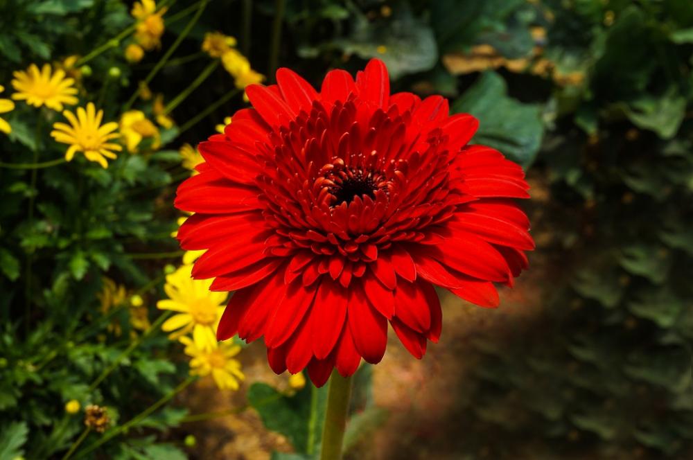 Flower Red Bloom Garden Nature Plant Flower Red Bloom Garden Nature Plant