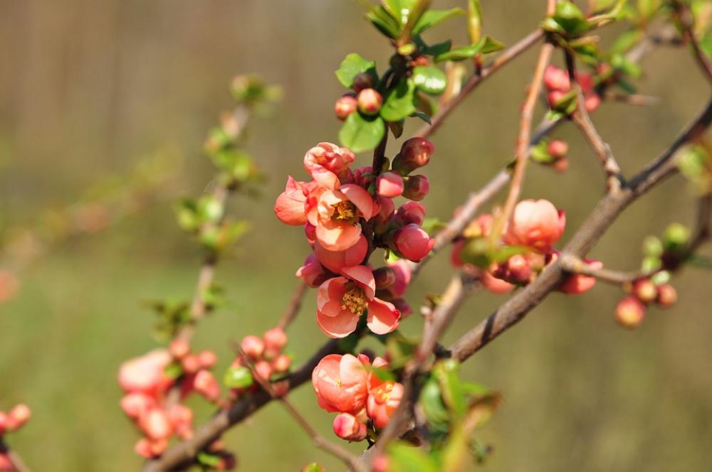 Flower Quince Spring Red Bush Pink Plant Flower Quince Spring Red Bush Pink Plant