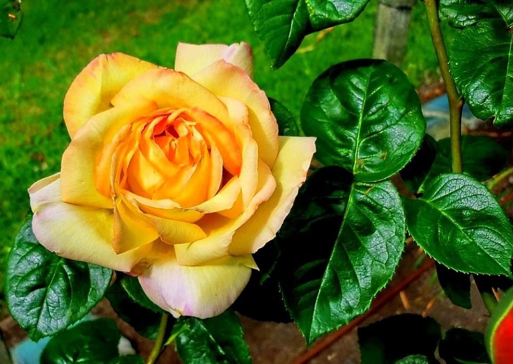 Flower Flora Nature Yellow Flower Flora Nature Yellow