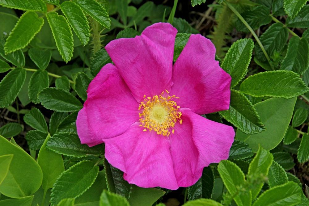 Flower Nature Blossom Bloom Plant Garden Close Up Flower Nature Blossom Bloom Plant Garden Close Up