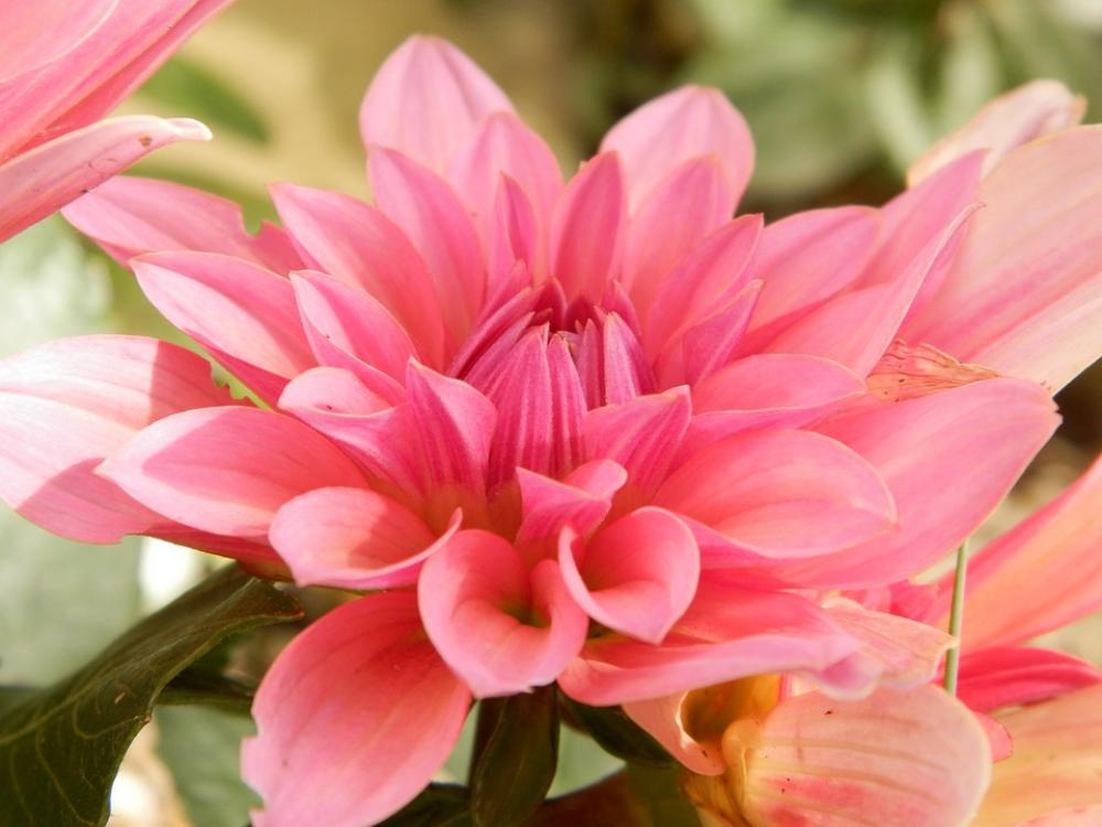 Flower Nature Pink Macro Garden Flower Nature Pink Macro Garden