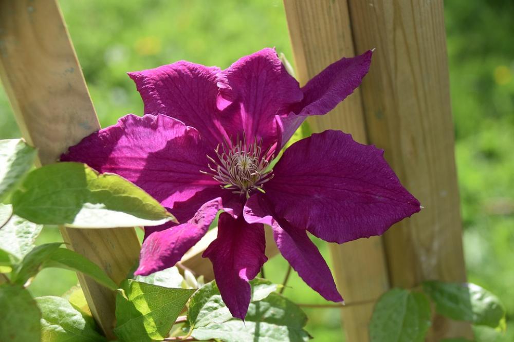 Flower Clematis Green Leaves Clematis Fuchsia Flower Clematis Green Leaves Clematis Fuchsia