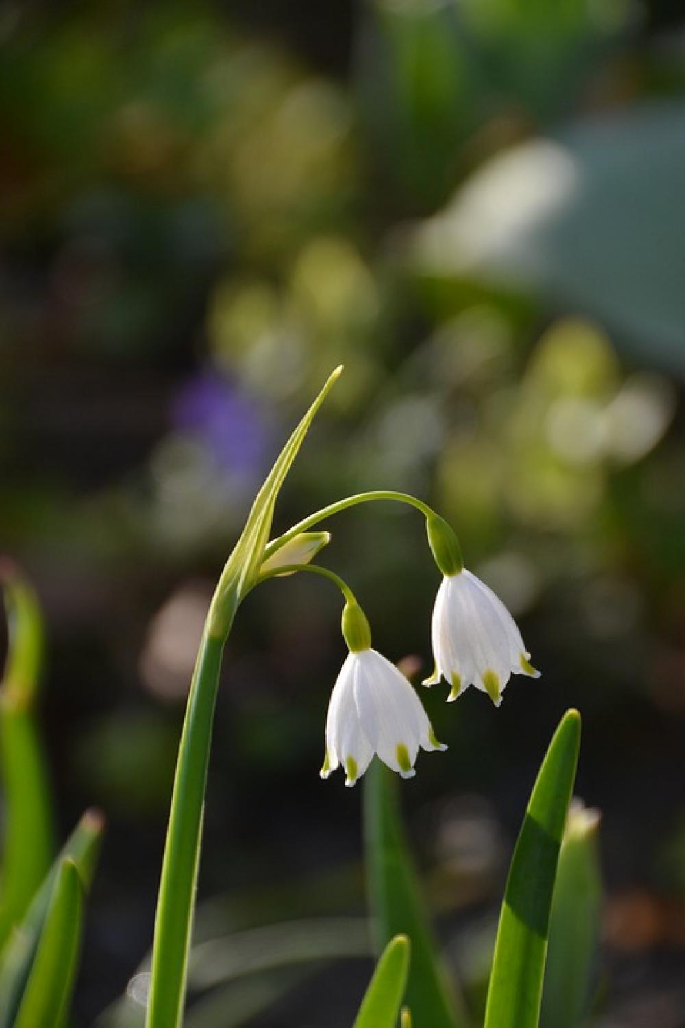 Flower Plant Spring Garden Summersnowflake Flower Plant Spring Garden Summersnowflake