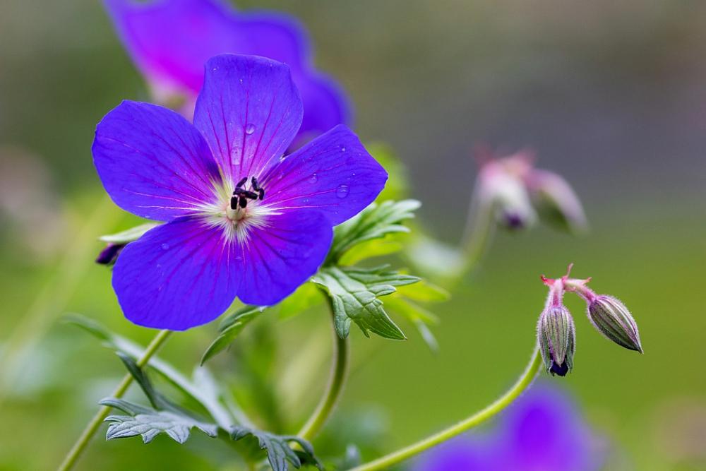 Flower Blossom Bloom Blue Blue Blossom Nature Flower Blossom Bloom Blue Blue Blossom Nature