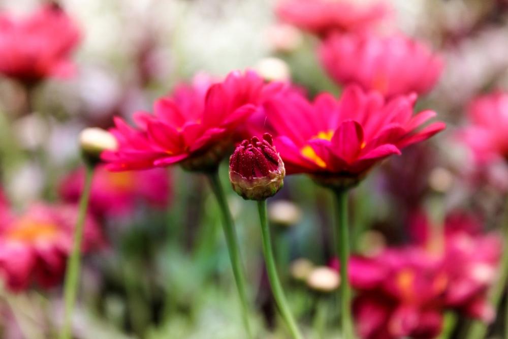 Flower Red Nature Blossom Bloom Garden Plant Flower Red Nature Blossom Bloom Garden Plant