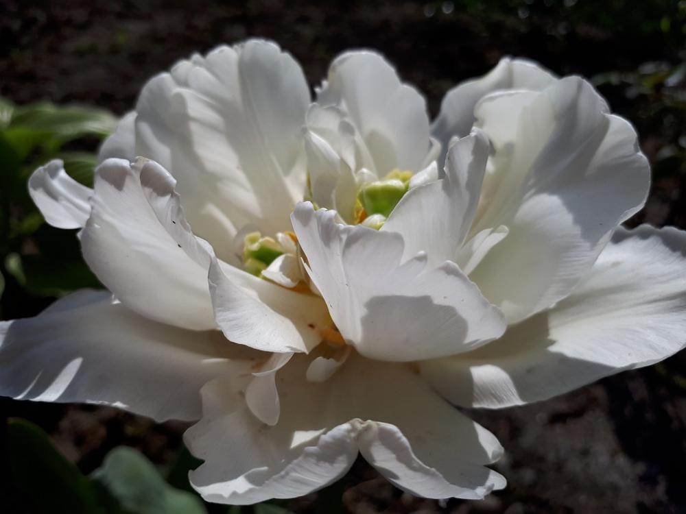 Flowers Rose White Rose Summer Spring Nature Sun Flowers Rose White Rose Summer Spring Nature Sun