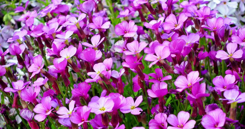 Flowers Nature Spring The Petals Garden Pink Flowers Nature Spring The Petals Garden Pink