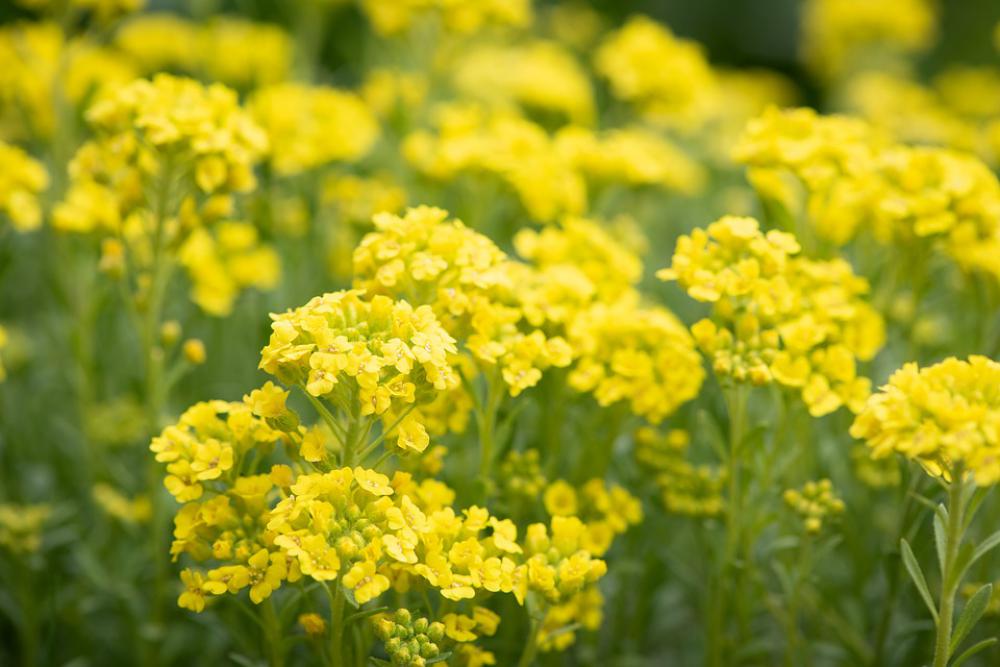 Flowers Yellow Cushion Flowers Garden Stone Garden Flowers Yellow Cushion Flowers Garden Stone Garden