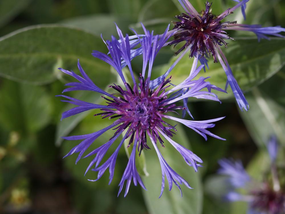 Flowers Garden Spring Romantic Violet Plant Flowers Garden Spring Romantic Violet Plant