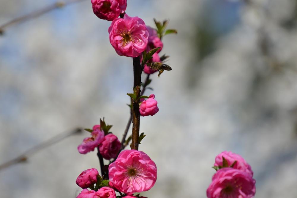 Flowers Tree Branch Plant Spring Flowers Tree Branch Plant Spring