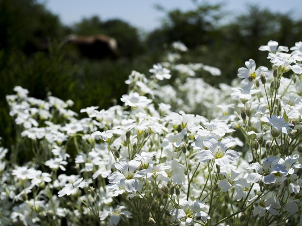 Flowers Flora White Spring Garden Nature Flowers Flora White Spring Garden Nature