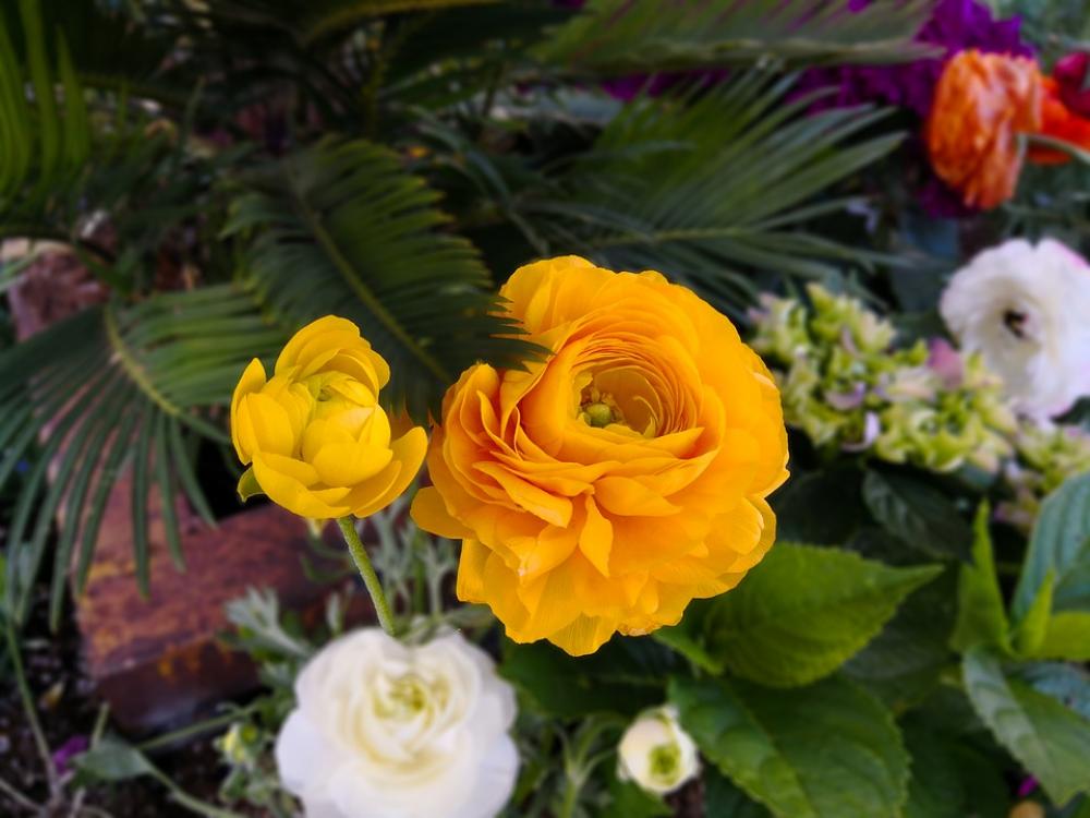 Flowers Roses Bloom Blossom Plant Floral Flora Flowers Roses Bloom Blossom Plant Floral Flora
